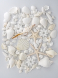 10月のお買い得 [20%OFF]ホワイトスペシャルセット【約1.5～12.0ｃｍ】En: White shell assorted (size:1.5-12cm, per 1pac) 貝殻