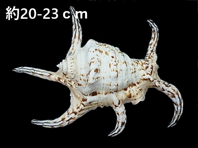 スイジガイ 水字貝 特大 約 23ｃｍ 1個 貝殻の問屋さん