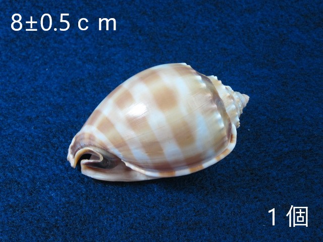 タイコガイ【約8±0.5ｃｍ/1個】  En: Banded Bonnet (Size:8±0.5cm, per 1pc) 貝殻