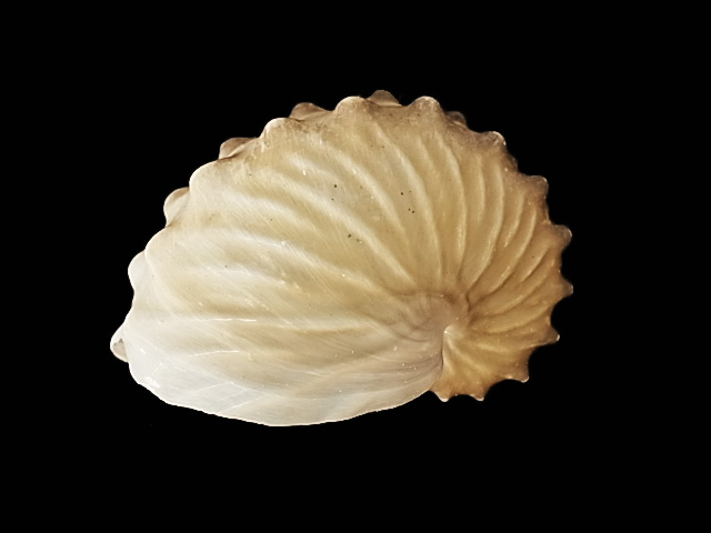 タコブネ 約5 5 6 5cm 1個 貝殻の問屋さん