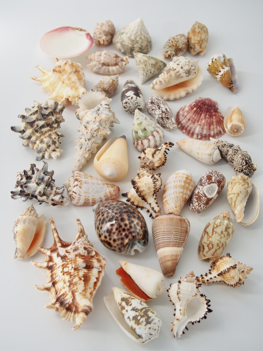 ［海のお楽しみ袋］とくとくミックス【4～11ｃｍ程度 約30個/約1ｋｇ】 En: Shells assorted(size:4-11cm, per 1ｋg)