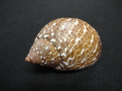 ウズラガイ【約8～10ｃｍ/1個】   En: Tonna perdix(Size:8-10cm, per 1pc) 貝殻