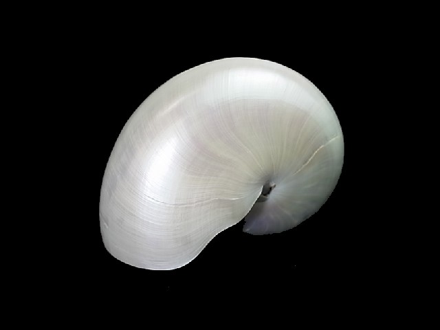 オウムガイホワイト真珠磨き 約11 5 13 5cm 1個 貝殻の問屋さん