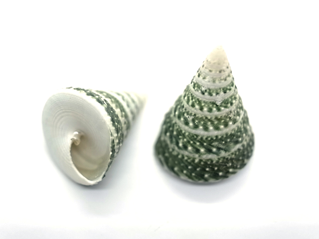 コシダカギンタカハマ 【約3.5～4.5ｃｍ/2個入】En:Tectus triserialis (size: 3.5-4.5cm, per 2pcs) 貝殻