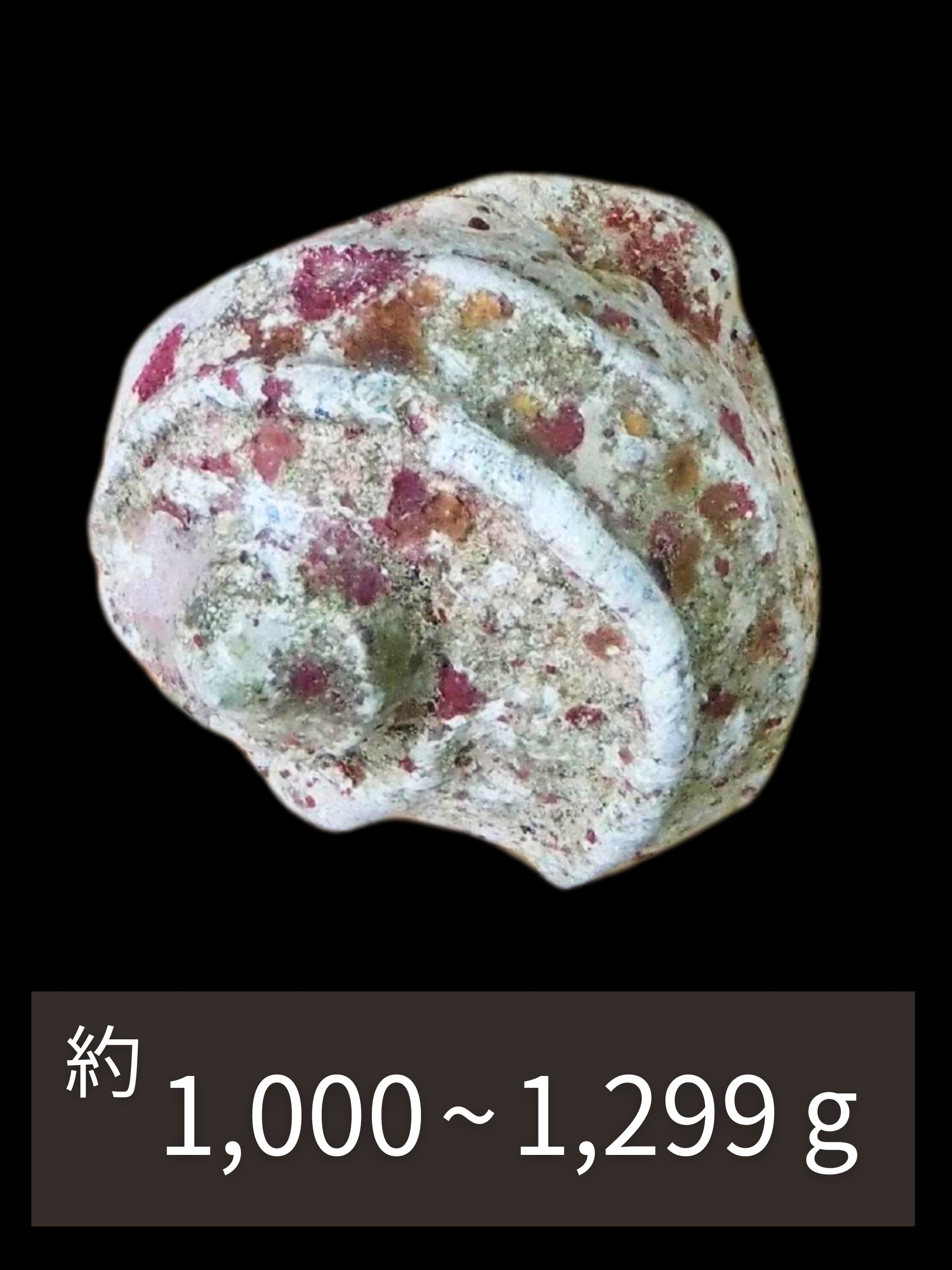 夜光貝【約1000～1299g/1個】EN:Green Turbo Snail (Size:1000-1299g, Unit:pc)