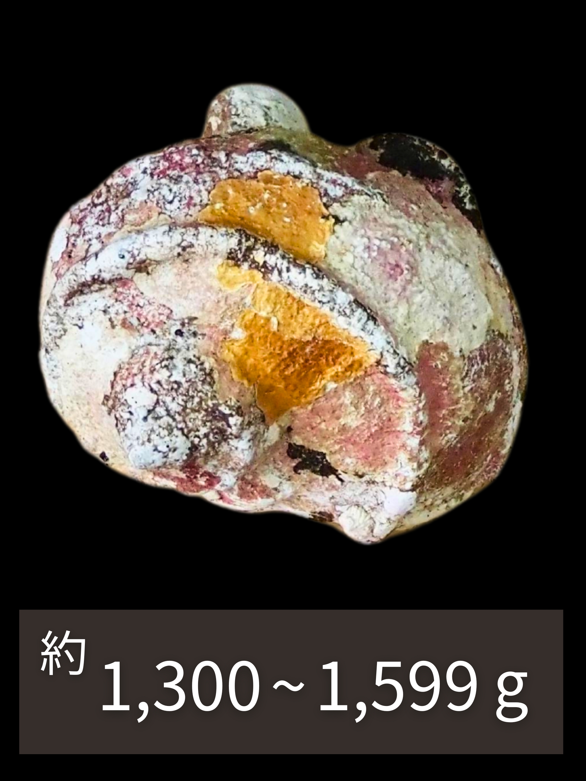 夜光貝【約1300～1599g/1個】En:Green Turbo Snail (Size:1300-1599g, per 1pc)