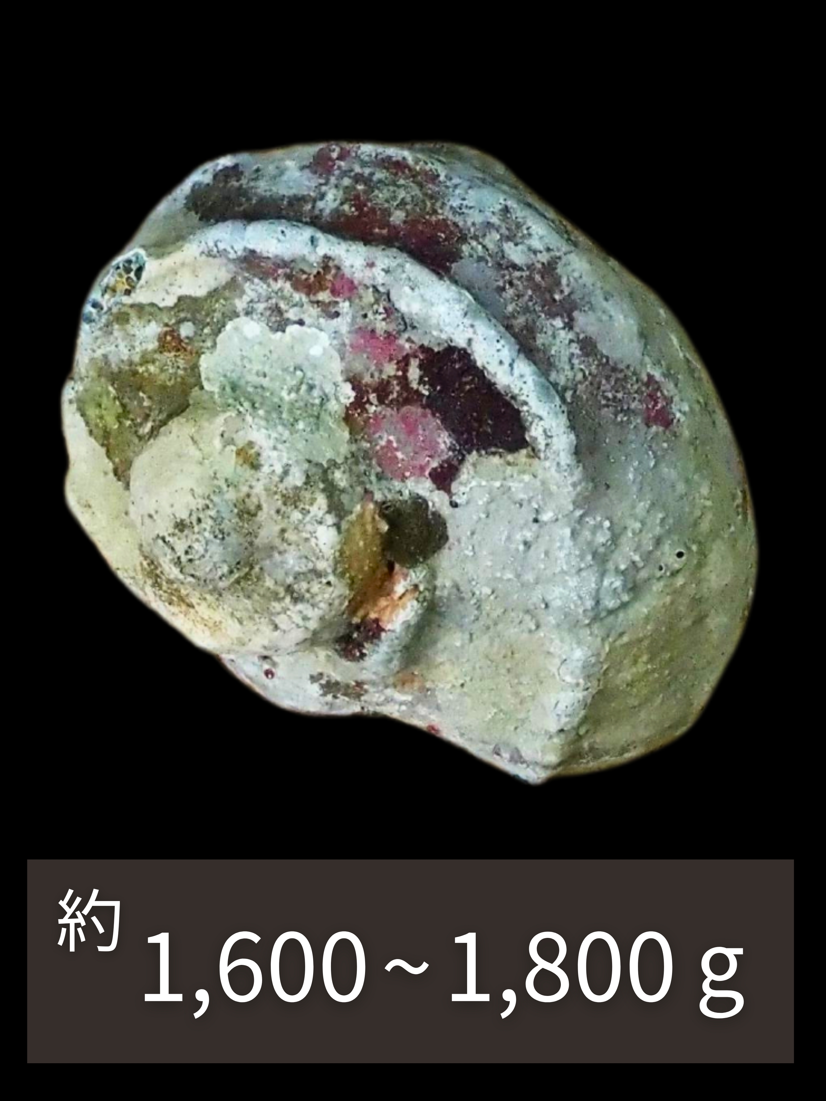 夜光貝【約1600～1800g/1個】En: Green Turbo Snail (Size:1600-1800g, per 1pc)