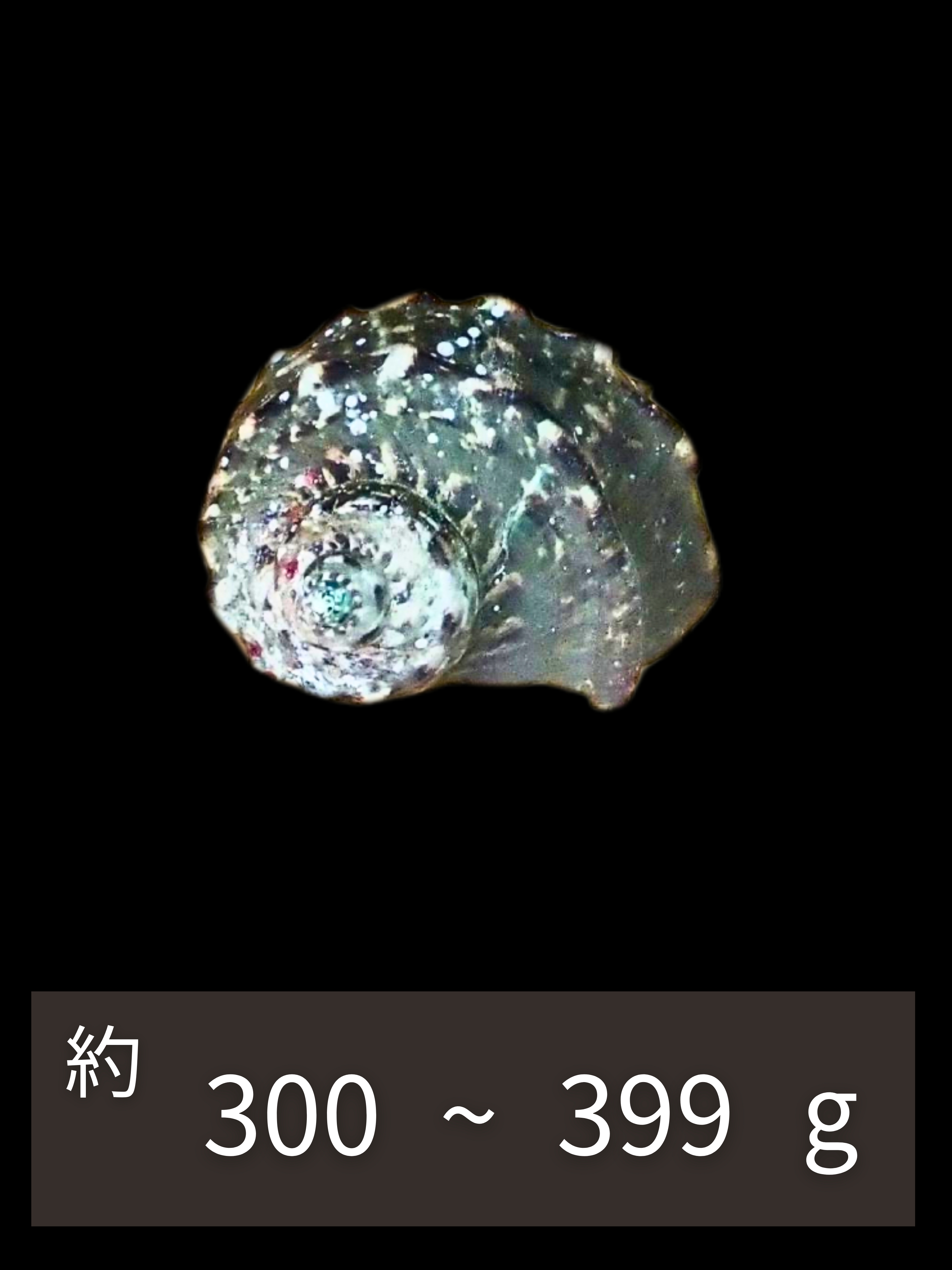 夜光貝【約300～399g/1個】EN:Green Turbo Snail  (Size:300-399g, Unit:pc) 貝殻