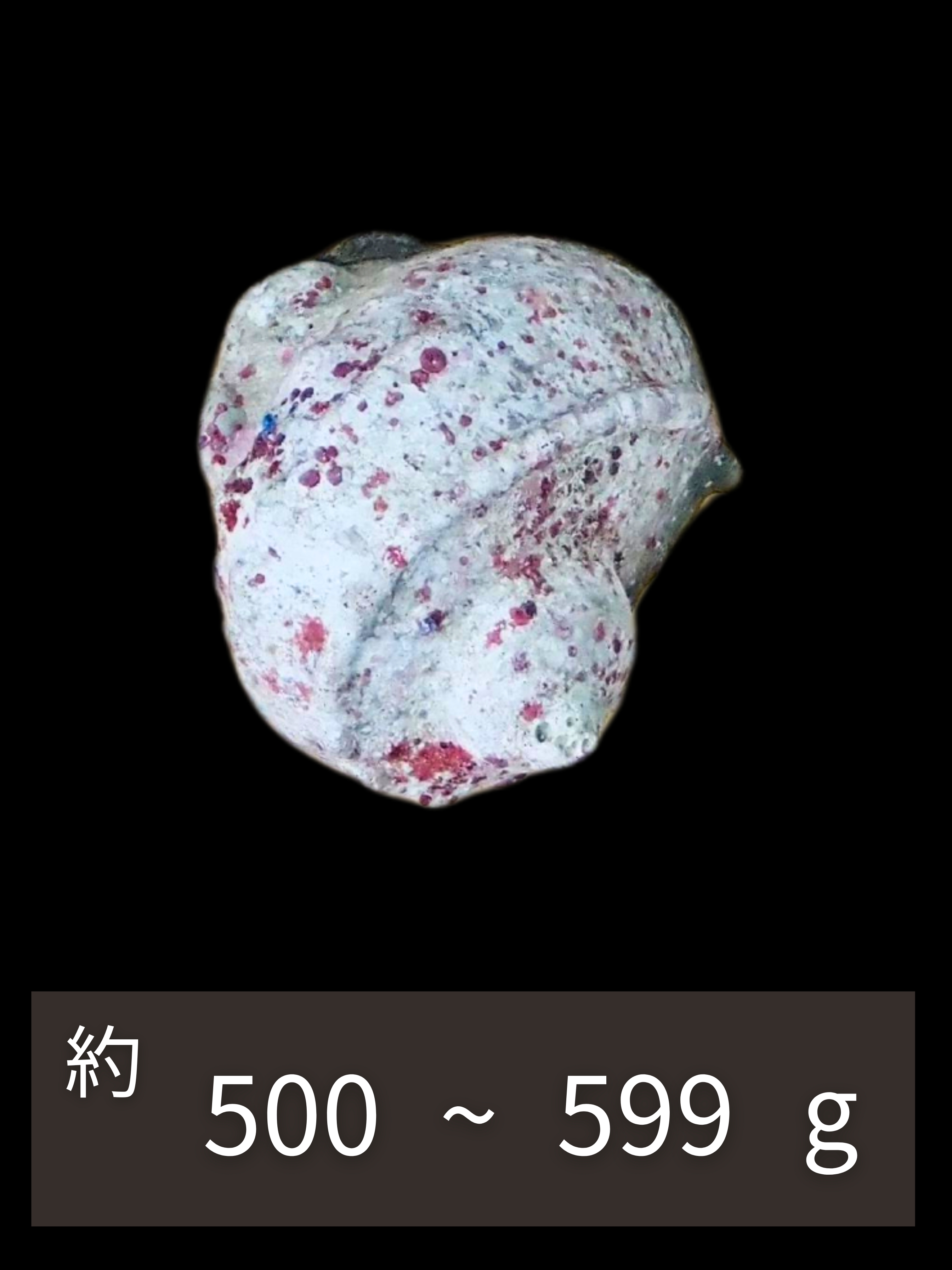 夜光貝【約500～599g/1個】EN:Green Turbo Snail  (Size:500-599g, Unit:pc)