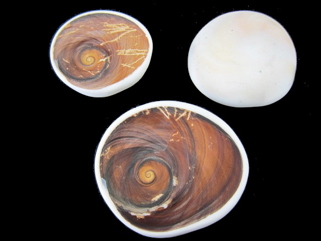 夜光貝のフタ【約5.0～8.5ｃｍ/3個】 En: Lid of Green Turbo Snail (Size: 5-8.5cm, per 3pcs) 貝殻