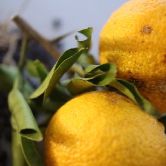 深川ツブロ ジン 柚子