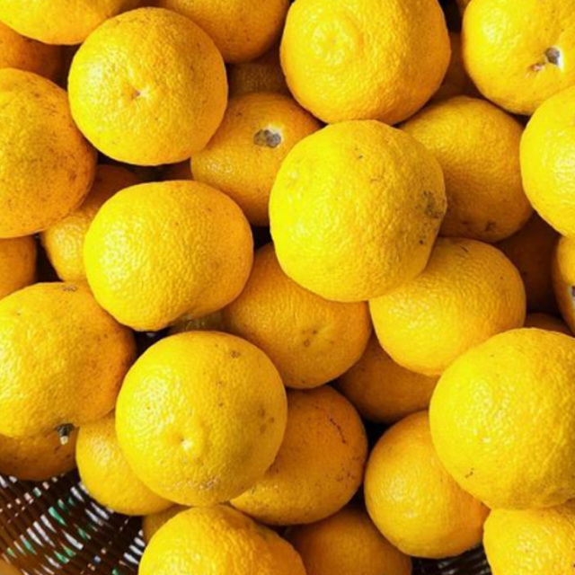 Dreamer  貪夢 ドリーマー 深川リキュルラボ