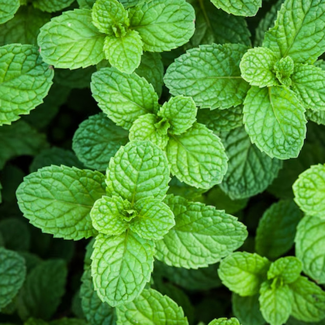 Dreamer  貪夢 ドリーマー 深川リキュルラボ