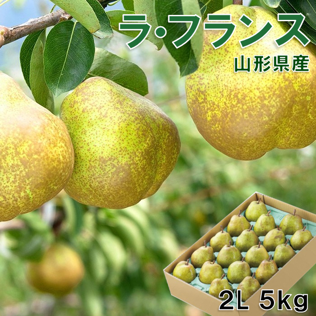 《送料無料!》山形県上山産　濃厚ラ・フランス 2Ｌ玉 5kg(18個入)  贈答《予約受付中!》