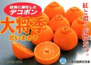 鹿児島デコポン【大将季】 3kg 8玉～10玉詰