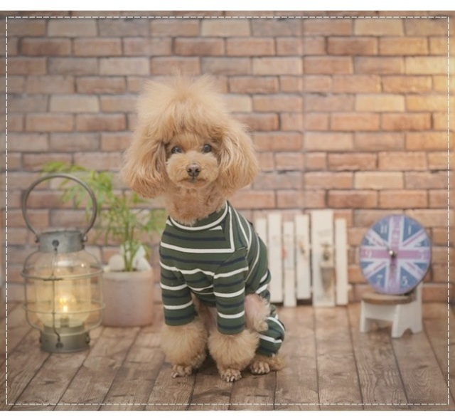 可愛い小型犬の洋服通販 鎌倉ドッグ
