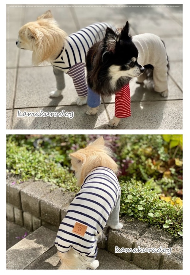可愛い小型犬の洋服通販 鎌倉ドッグ カノンボーダーつなぎ