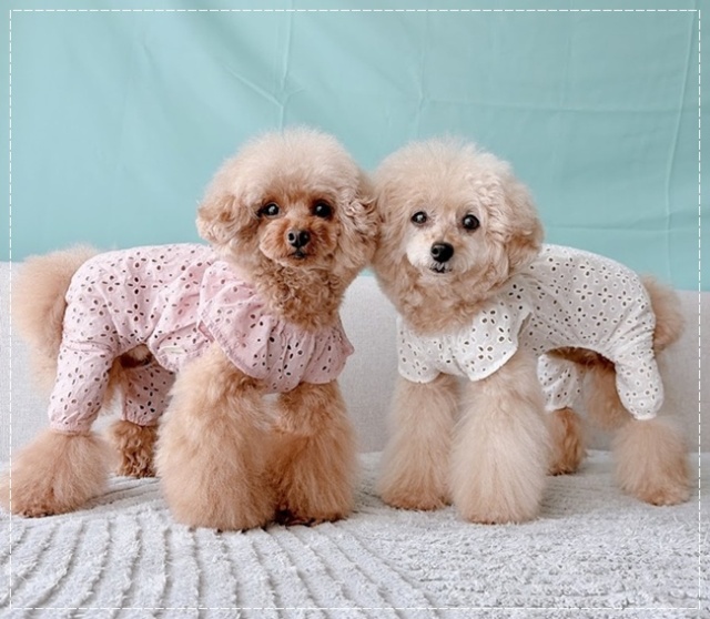 可愛い小型犬の洋服通販 鎌倉ドッグ 花びらスカラップつなぎ＆ワンピ
