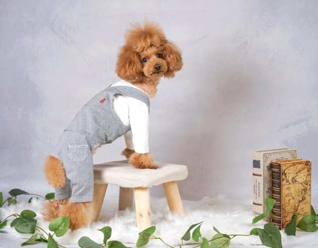 ワークサロペット＆ジャンパースカート 可愛い小型犬の洋服通販 鎌倉ドッグ