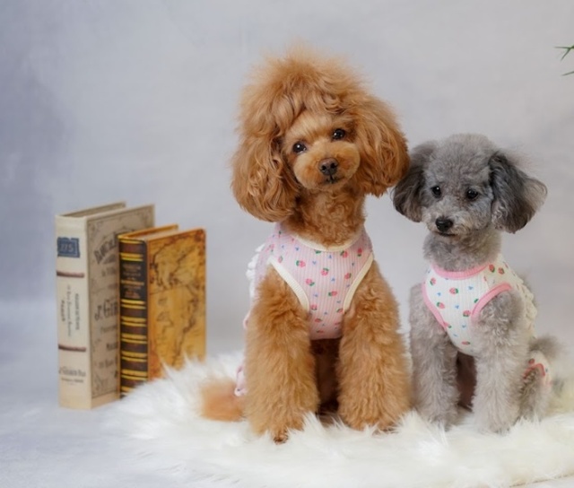 No.407•408 犬服ハンドメイド バックオープンワンピース 犬服 ハンドメイド S バックオープン - メルカリ