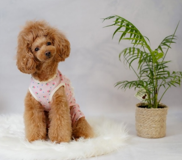 No.407•408 犬服ハンドメイド バックオープンワンピース maxresdefault.jpg?sqp=-