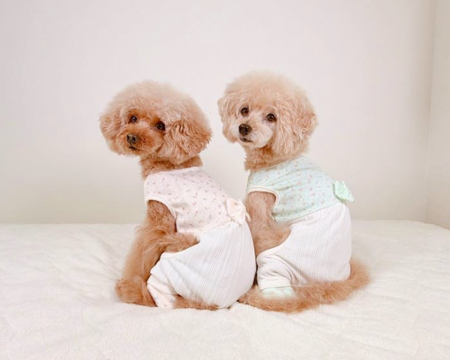 ナチュラルブーケロンパース 可愛い小型犬の洋服通販 鎌倉ドッグ