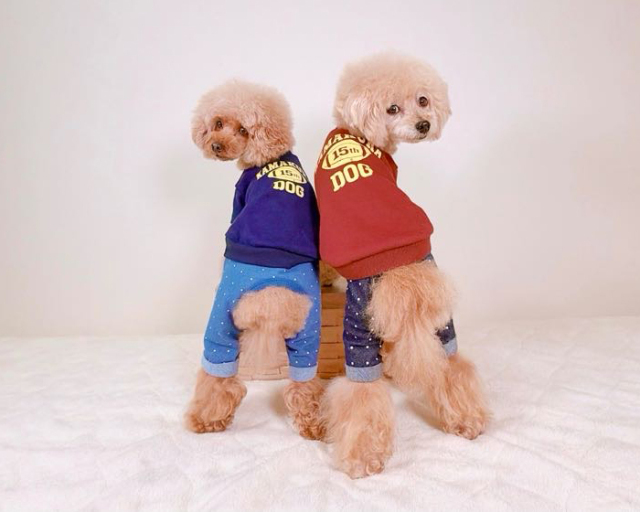 15thキャンパストレーナー 可愛い小型犬の洋服通販 鎌倉ドッグ