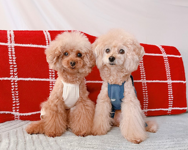 プチデイジーキャミロンパース 可愛い小型犬の洋服通販 鎌倉ドッグ