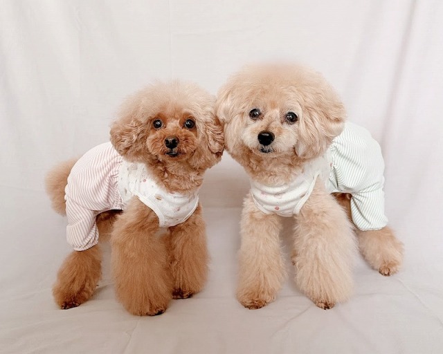 くまさんふんわりロンパース 可愛い小型犬の洋服通販 鎌倉ドッグ