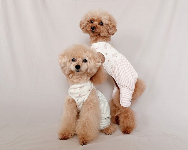 くまさんふんわりロンパース 可愛い小型犬の洋服通販 鎌倉ドッグ