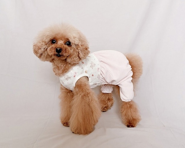 くまさんふんわりロンパース 可愛い小型犬の洋服通販 鎌倉ドッグ