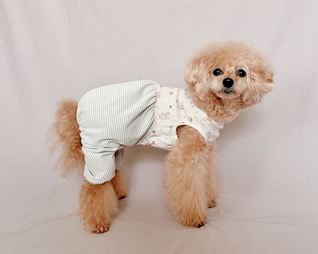 くまさんふんわりロンパース 可愛い小型犬の洋服通販 鎌倉ドッグ