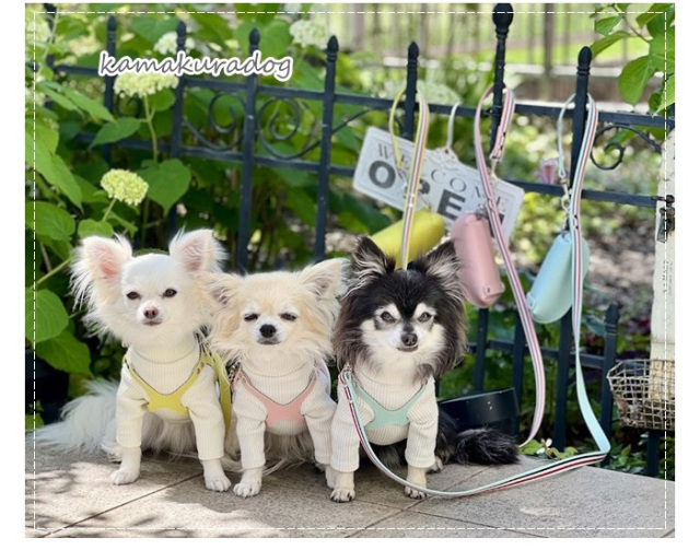 黄色・ピンク・水色のメガネ型ハーネスを着けた3匹のチワワ。リードは柵に結び付けた状態