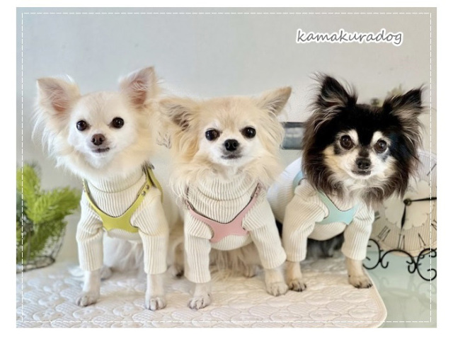 黄色・ピンク・水色のメガネ型ハーネスを着けた3匹のチワワ。室内で撮影