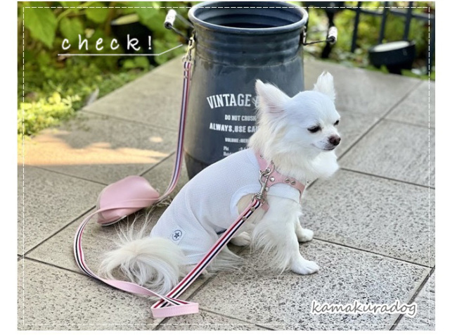 ピンクのメガネ型ハーネスを着けた白いチワワ