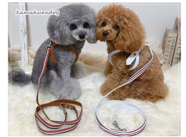 ブラウンと白のメガネ型ハーネスを着けた2匹のプードル。左はグレー毛で右は茶色毛