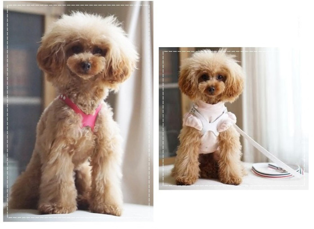 左はピンクのメガネ型ハーネスを着けたプードル、右は白のメガネ型ハーネスを着けたプードル