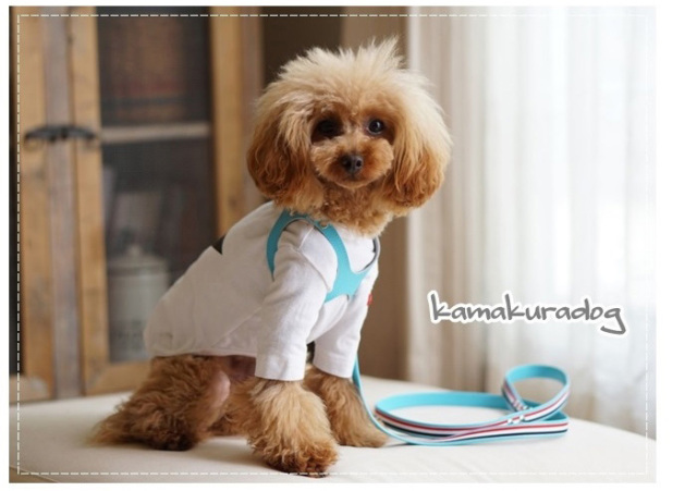 ミント色のメガネ型ハーネスを着けたプードル