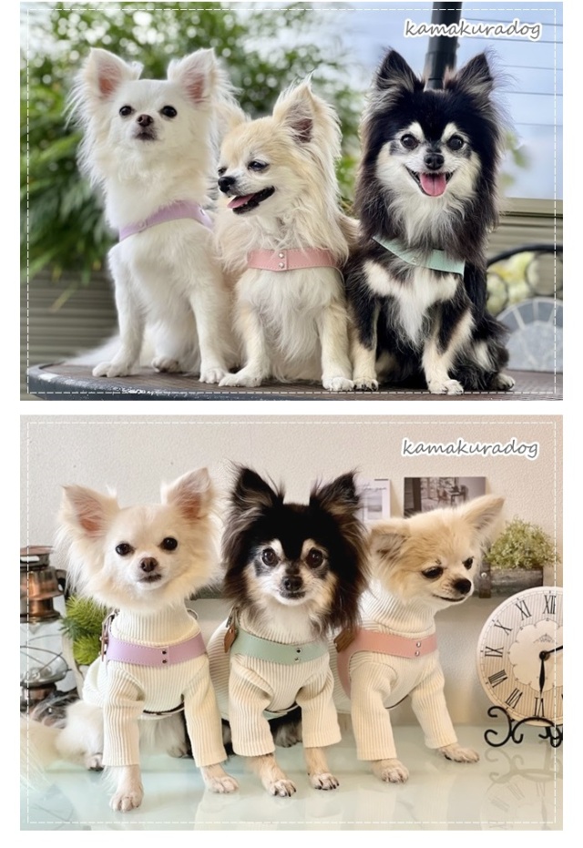 可愛い小型犬の洋服通販 鎌倉ドッグ リング型ハーネス