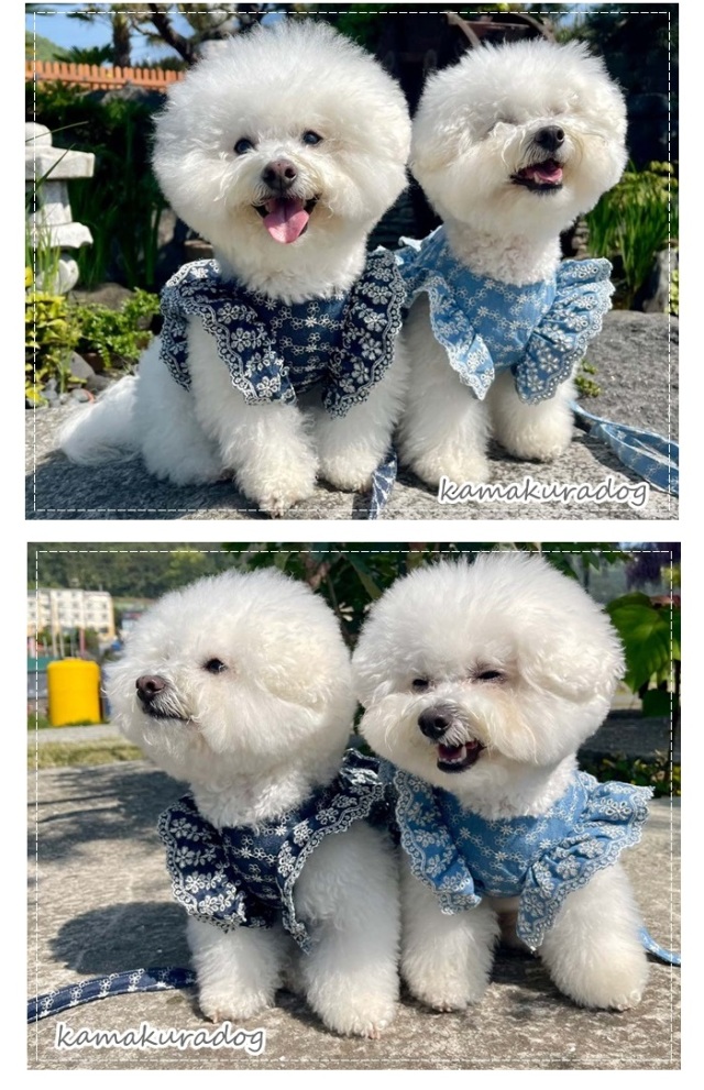 可愛い小型犬の洋服通販 鎌倉ドッグ レースデニムハーネスリード＆ケープ