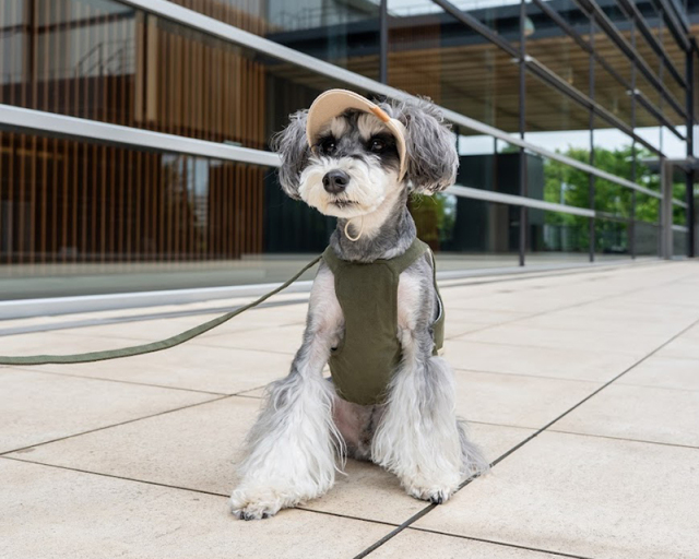 ベストハーネス・リード 可愛い小型犬の洋服通販 鎌倉ドッグ