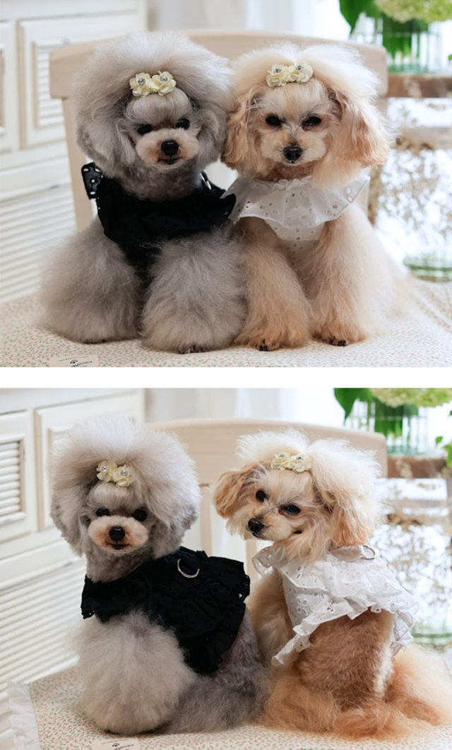 可愛い^_^黒 フリル付き犬用ハーネス cherircouture フリフリハーネス 《ブラック》 小型犬 S / PET