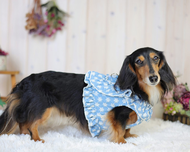 フリルレースハーネス・リード 可愛い小型犬の洋服通販 鎌倉ドッグ