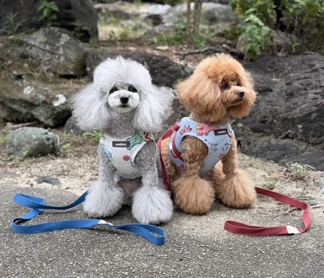 ワニくんハーネスリードセット 可愛い小型犬の洋服通販 鎌倉ドッグ