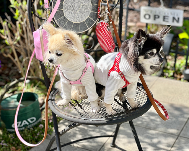 ドット柄メガネ型ハーネス・リード・ポーチ 可愛い小型犬の洋服通販