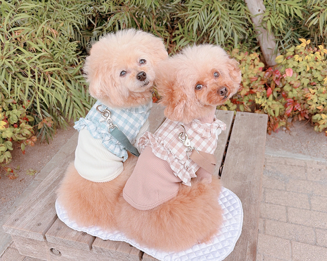 ギンガムフリルハーネス・リード 可愛い小型犬の洋服通販 鎌倉ドッグ