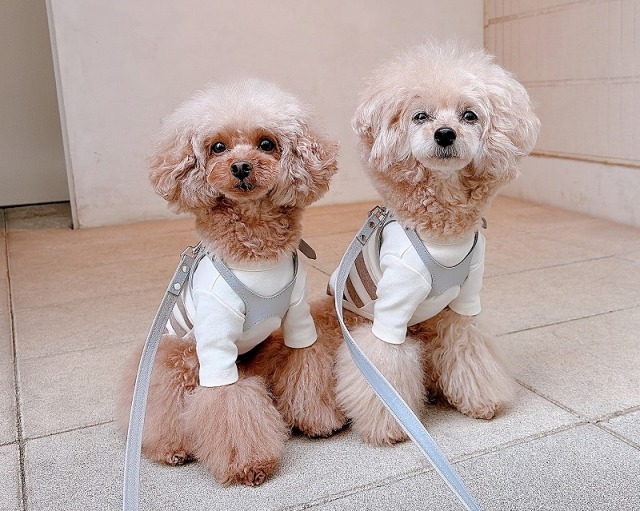 反射メガネ型ハーネス・リード 可愛い小型犬の洋服通販 鎌倉ドッグ
