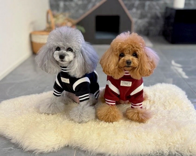 カレッジスタジャン 可愛い小型犬の洋服通販 鎌倉ドッグ