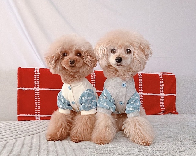 フラワーポケットジャケット 可愛い小型犬の洋服通販 鎌倉ドッグ