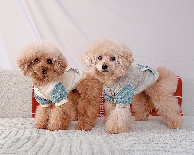 フラワーポケットジャケット 可愛い小型犬の洋服通販 鎌倉ドッグ